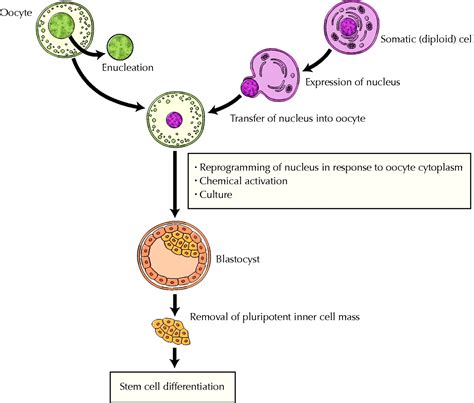 human stem cells cloning